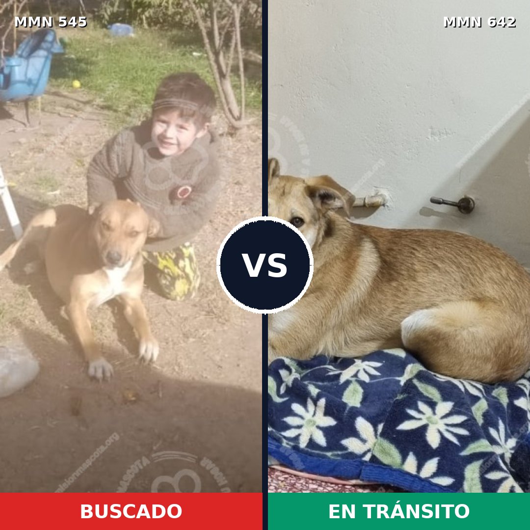 Comparativa MMS 8914: mascota perdida y mascota encontrada, 36% de similitud