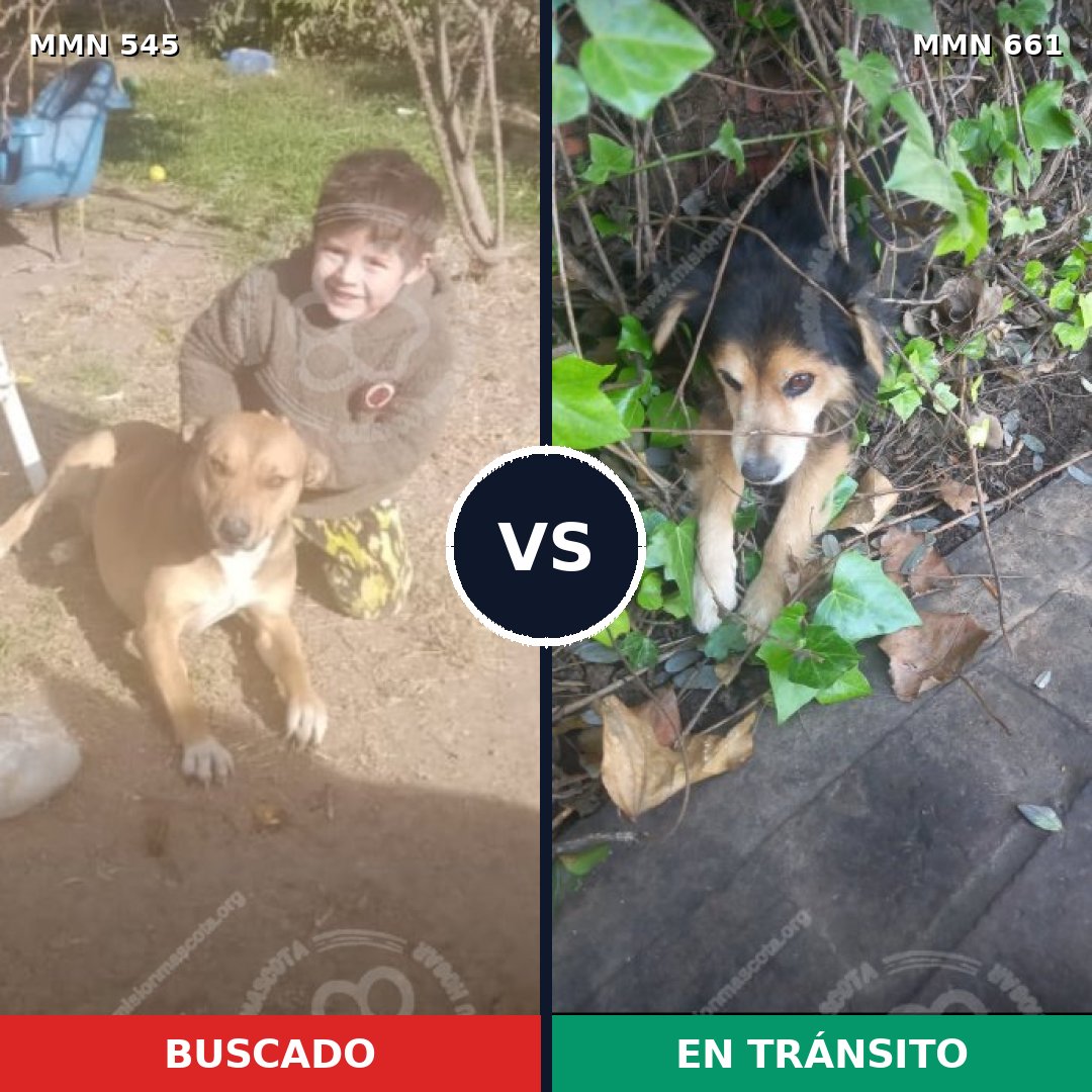 Comparativa MMS 8915: mascota perdida y mascota encontrada, 37% de similitud