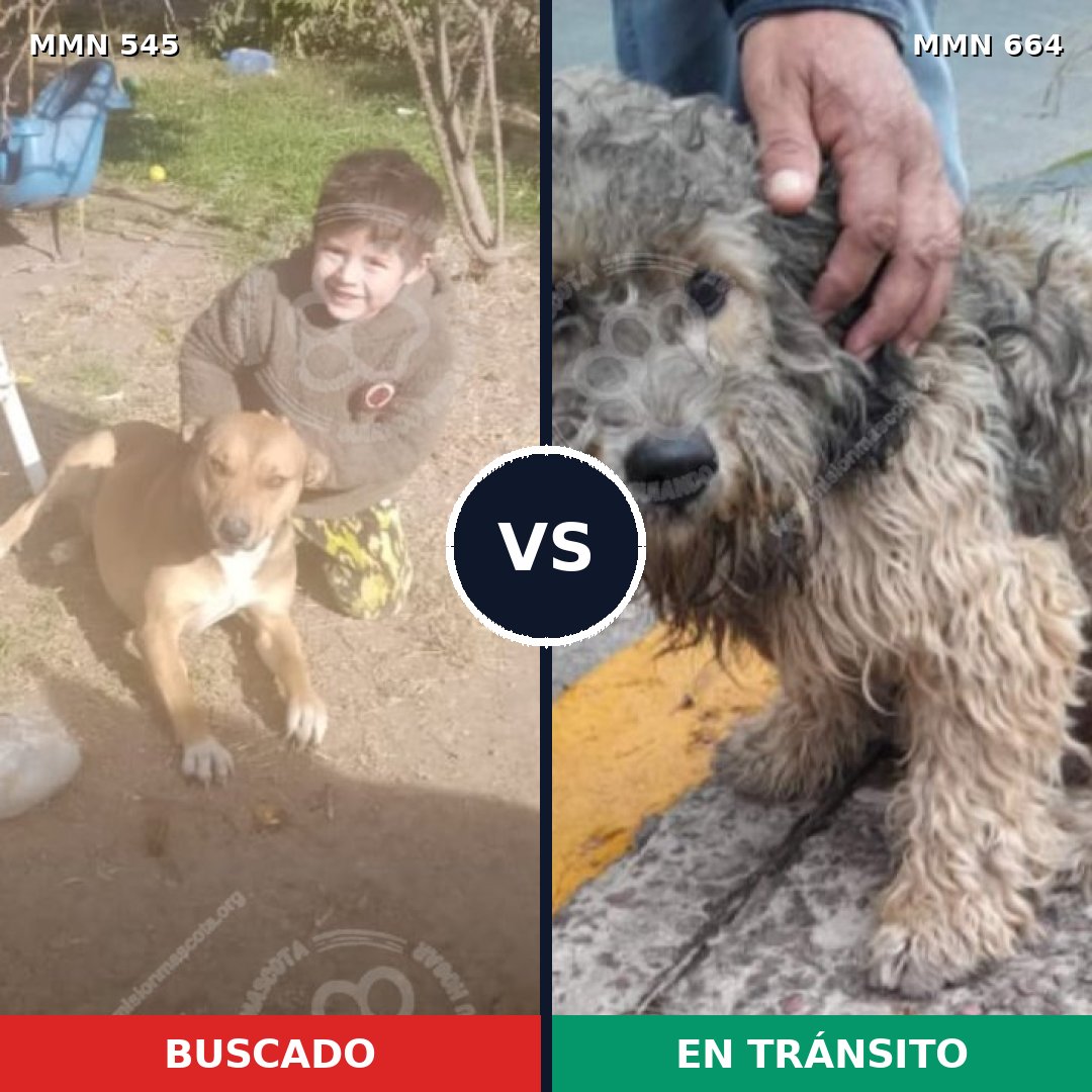 Comparativa MMS 8916: mascota perdida y mascota encontrada, 44% de similitud