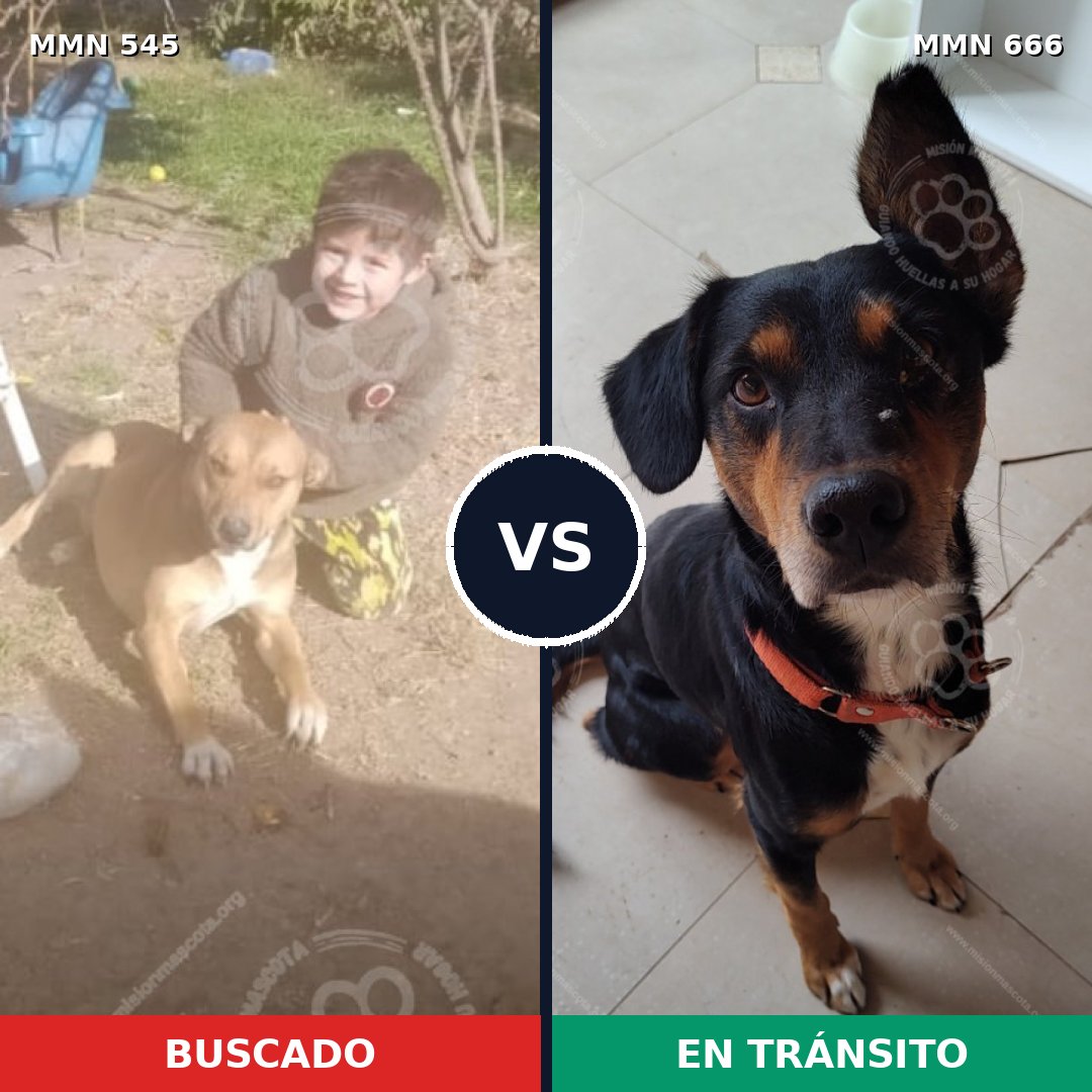 Comparativa MMS 8917: mascota perdida y mascota encontrada, 47% de similitud
