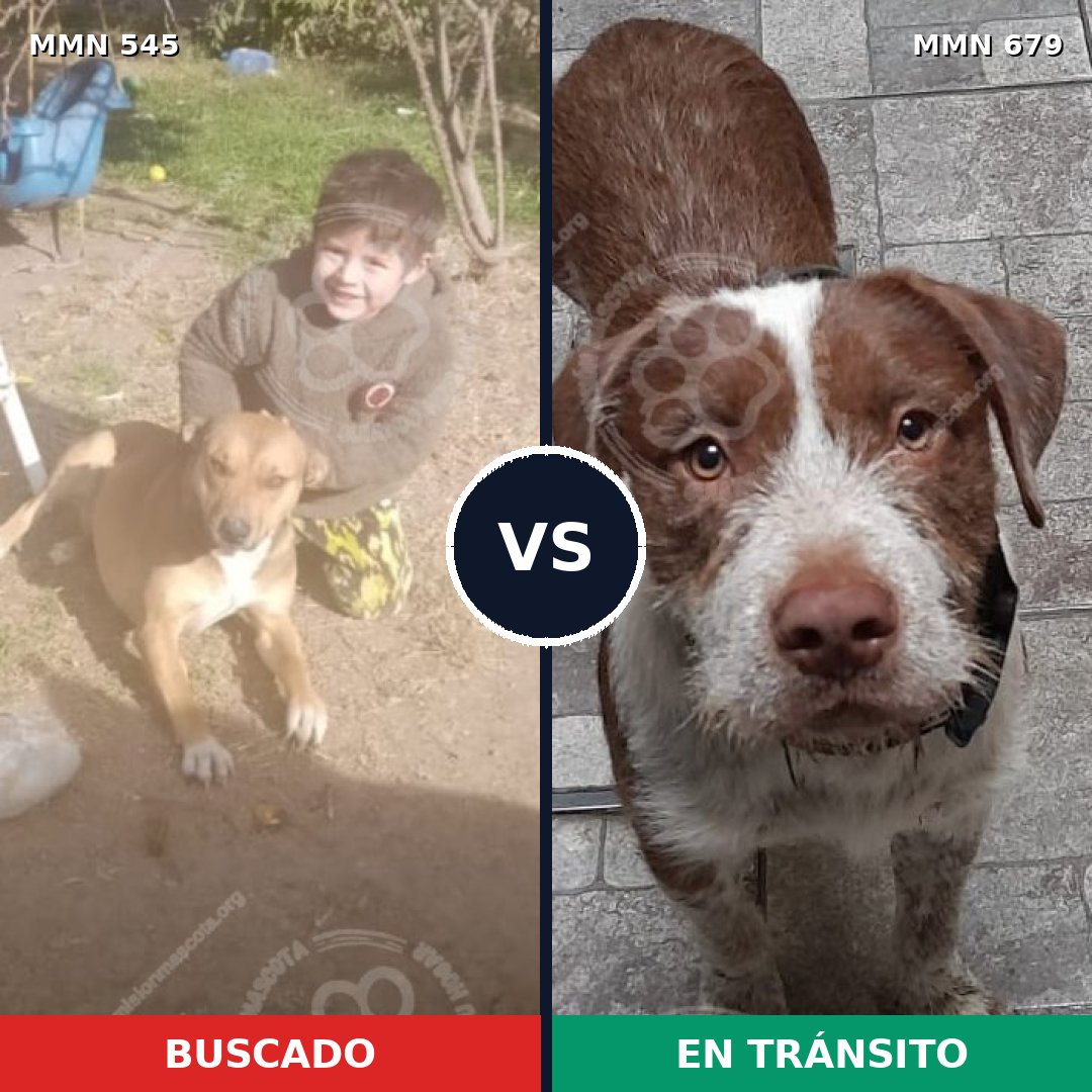 Comparativa MMS 8918: mascota perdida y mascota encontrada, 40% de similitud