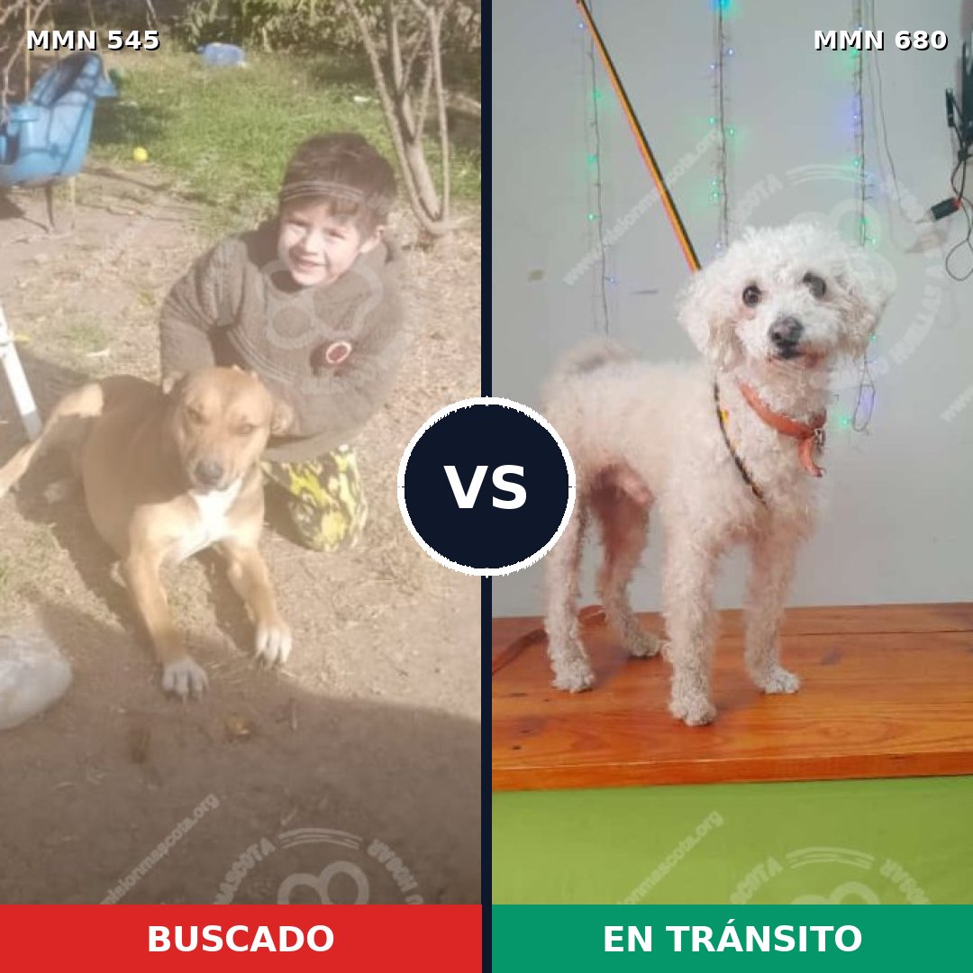 Comparativa MMS 8919: mascota perdida y mascota encontrada, 48% de similitud