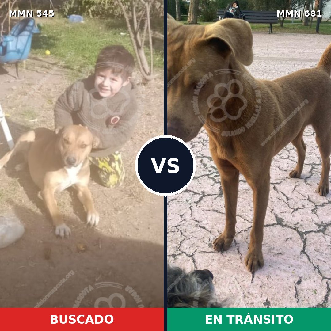 Comparativa MMS 8920: mascota perdida y mascota encontrada, 38% de similitud