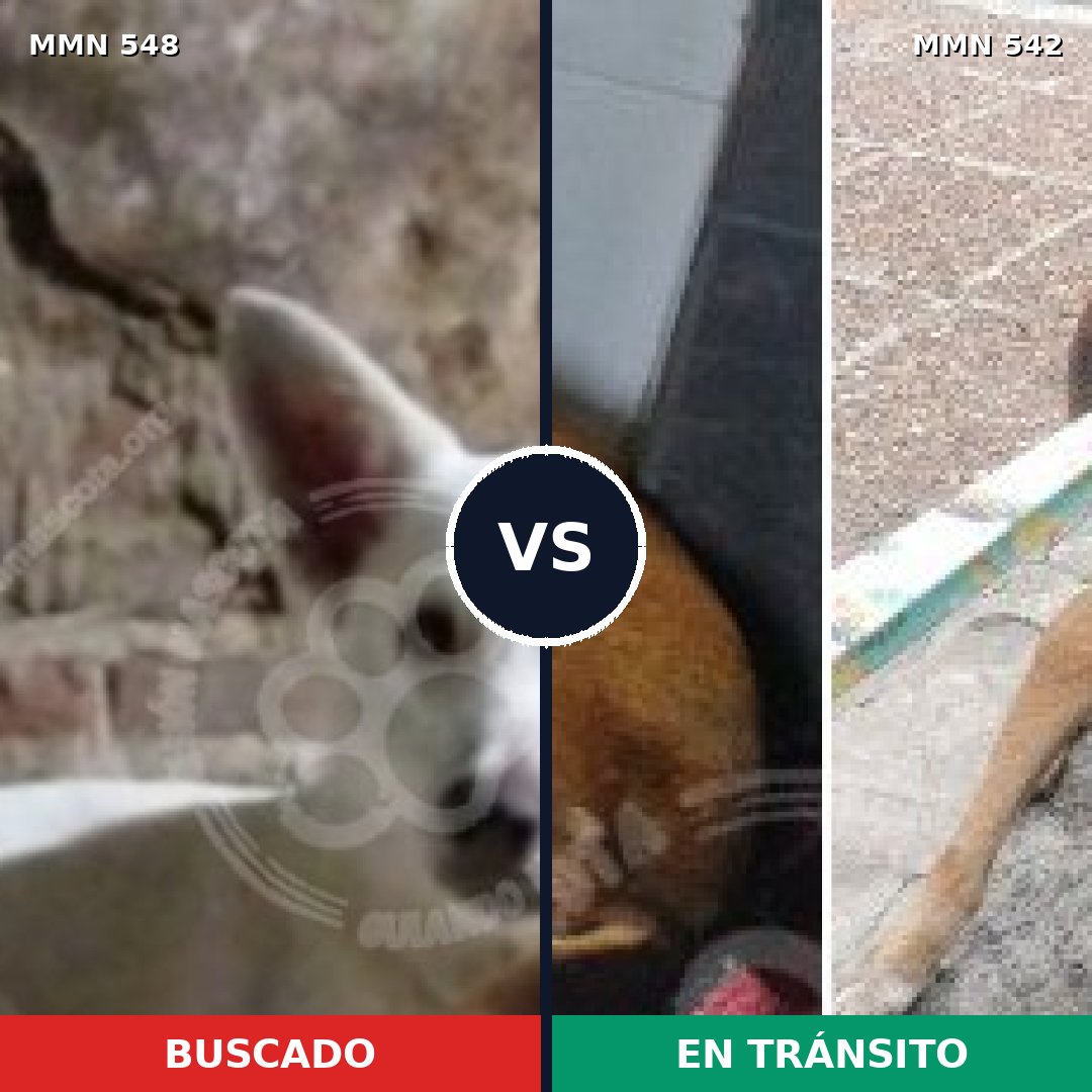 Comparativa MMS 8921: mascota perdida y mascota encontrada, 50% de similitud