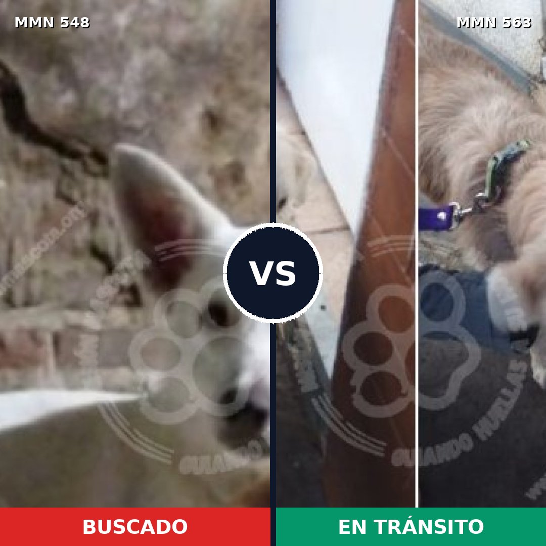 Comparativa MMS 8922: mascota perdida y mascota encontrada, 32% de similitud