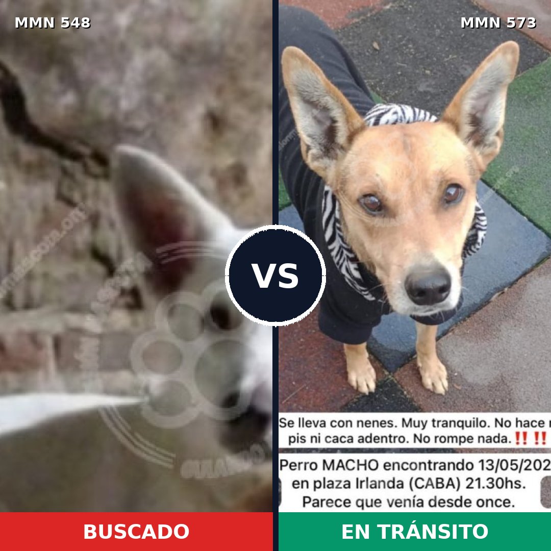 Comparativa MMS 8923: mascota perdida y mascota encontrada, 66% de similitud