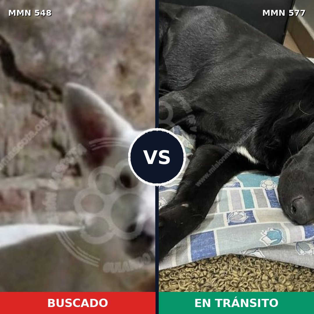 Comparativa MMS 8924: mascota perdida y mascota encontrada, 70% de similitud