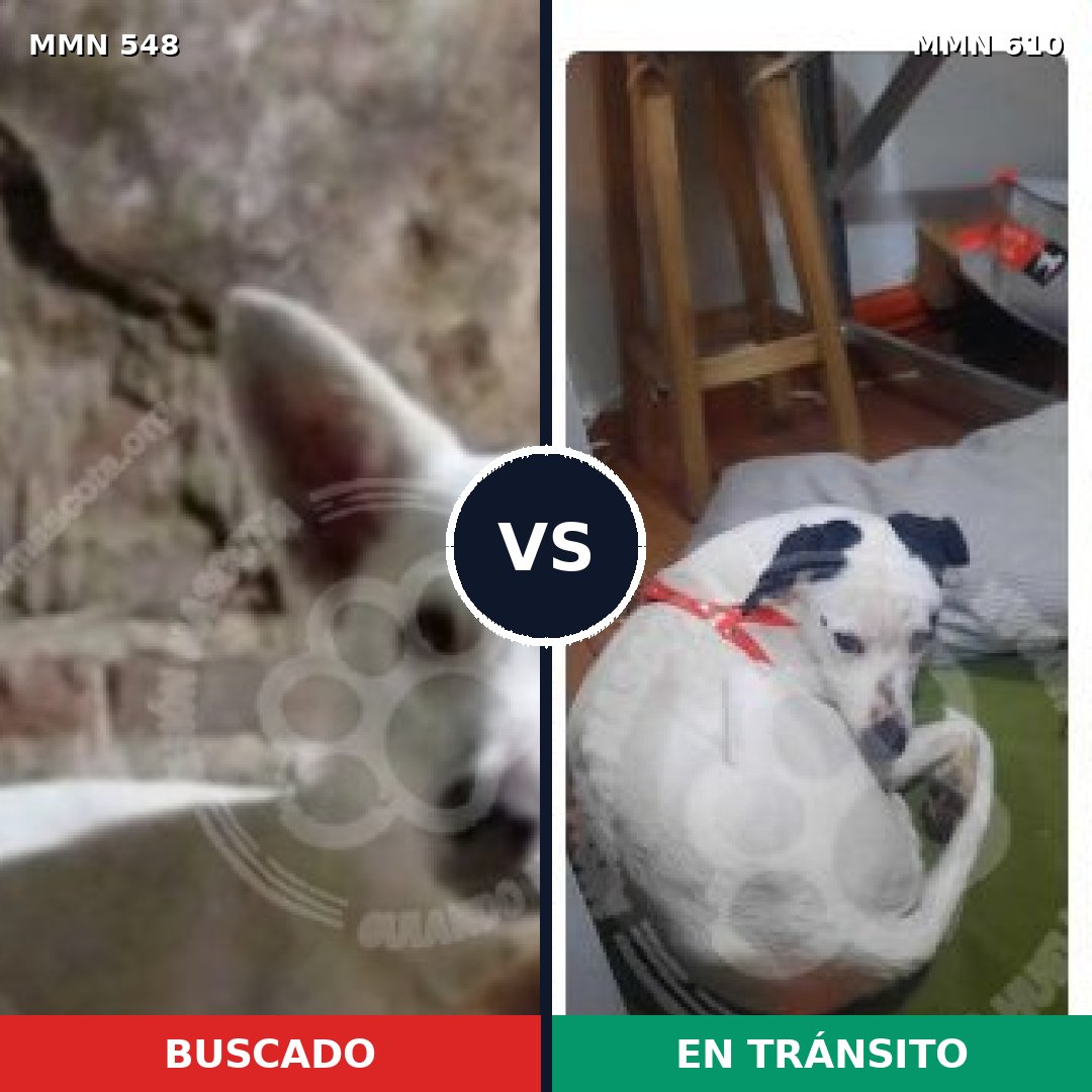 Comparativa MMS 8926: mascota perdida y mascota encontrada, 75% de similitud