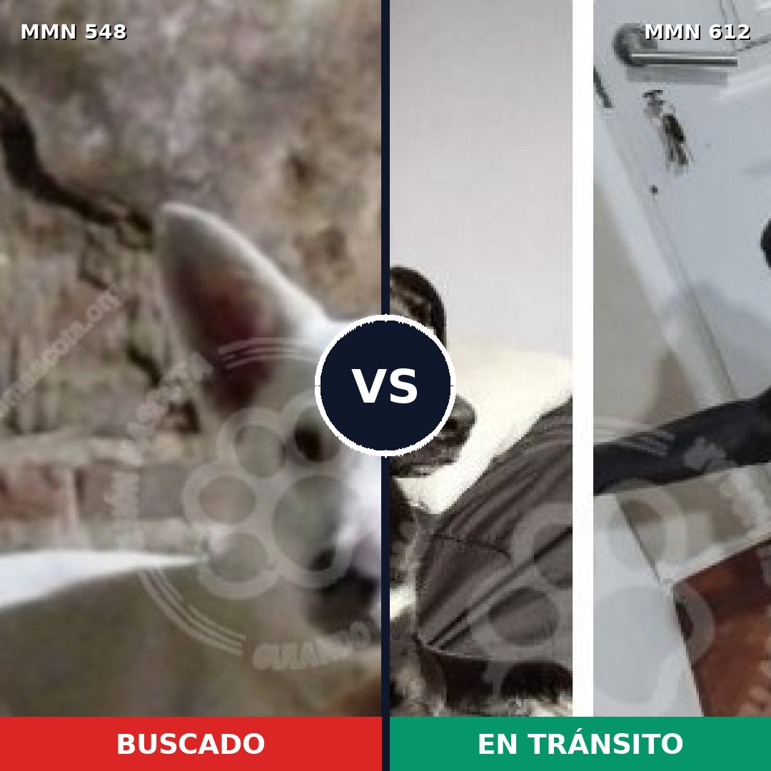 Comparativa MMS 8927: mascota perdida y mascota encontrada, 70% de similitud