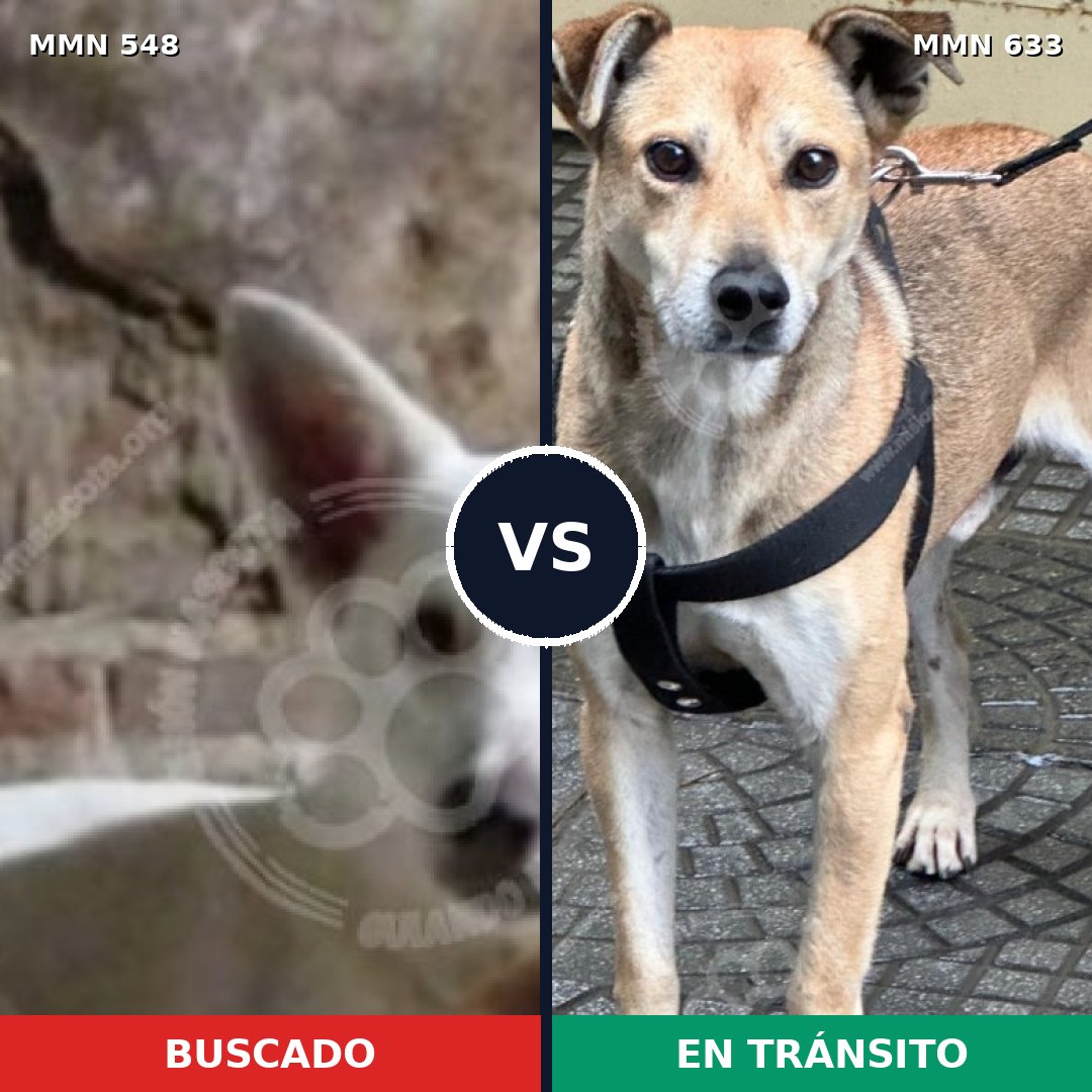 Comparativa MMS 8928: mascota perdida y mascota encontrada, 71% de similitud