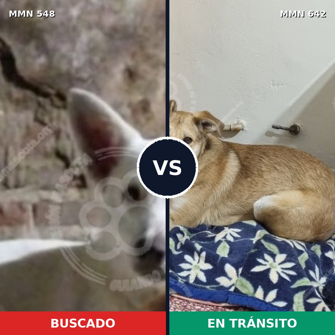 Comparativa MMS 8929: mascota perdida y mascota encontrada, 51% de similitud