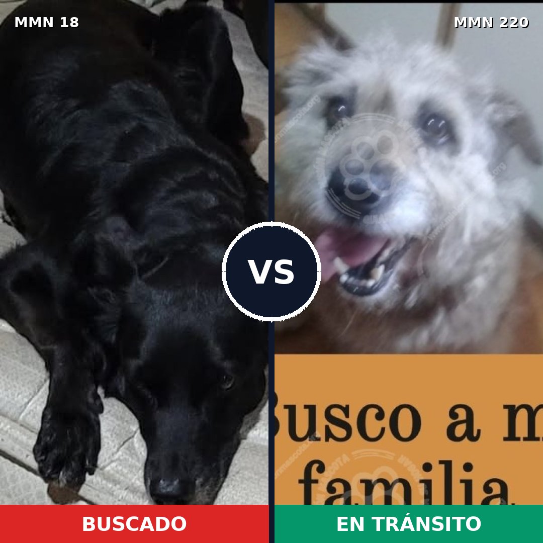 Comparativa MMS 893: mascota perdida y mascota encontrada, 51% de similitud
