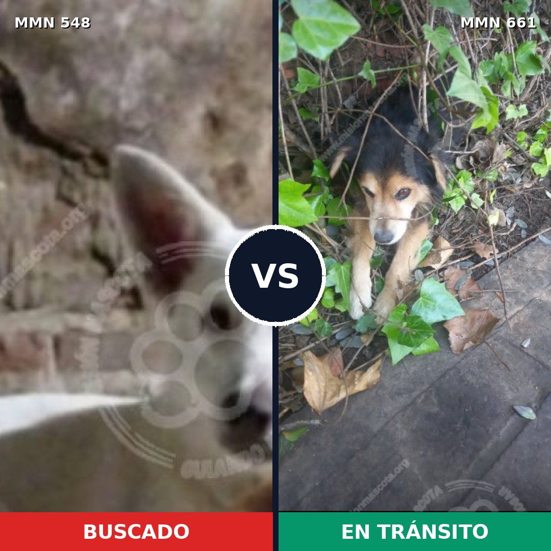 Comparativa MMS 8930: mascota perdida y mascota encontrada, 51% de similitud