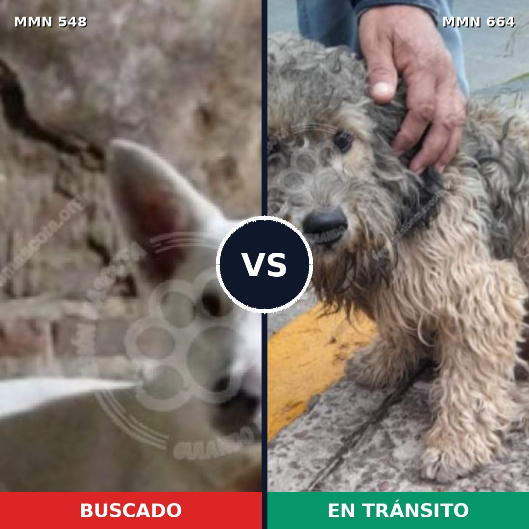 Comparativa MMS 8931: mascota perdida y mascota encontrada, 64% de similitud