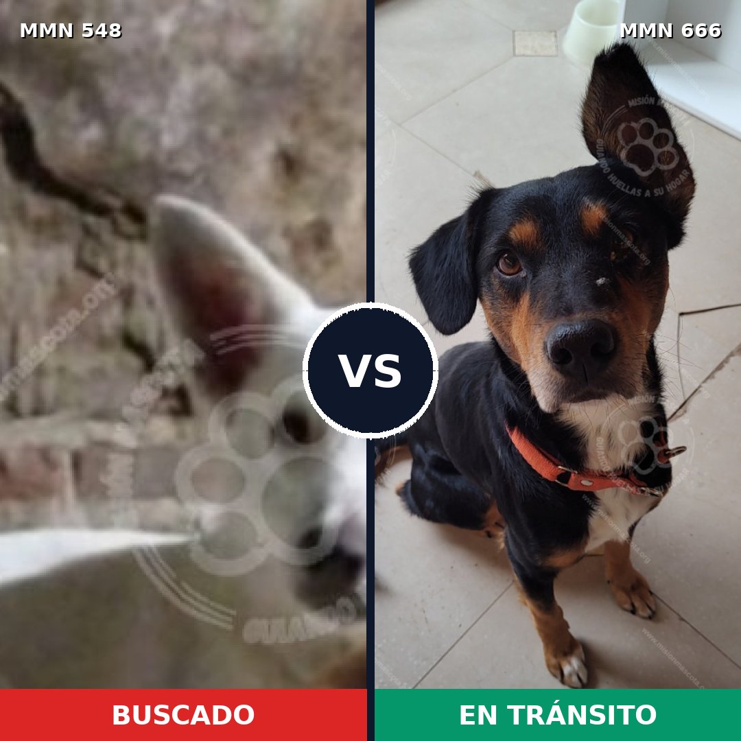 Comparativa MMS 8932: mascota perdida y mascota encontrada, 38% de similitud