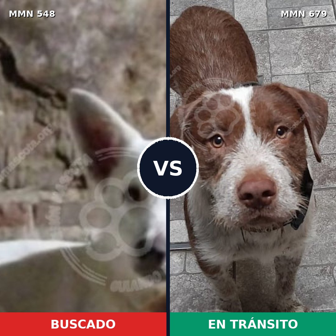 Comparativa MMS 8933: mascota perdida y mascota encontrada, 56% de similitud