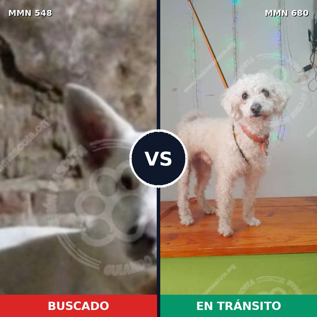 Comparativa MMS 8934: mascota perdida y mascota encontrada, 57% de similitud