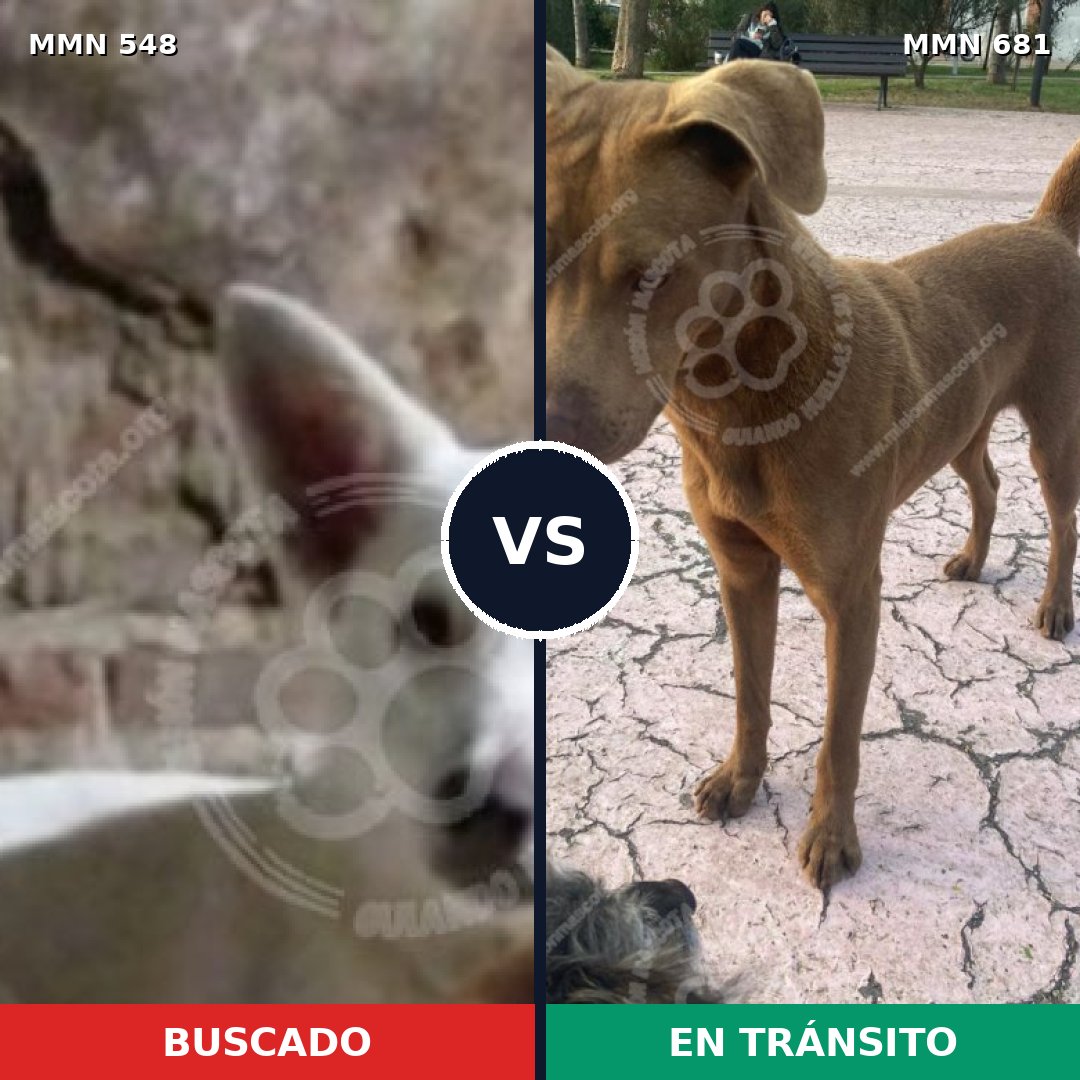 Comparativa MMS 8935: mascota perdida y mascota encontrada, 26% de similitud