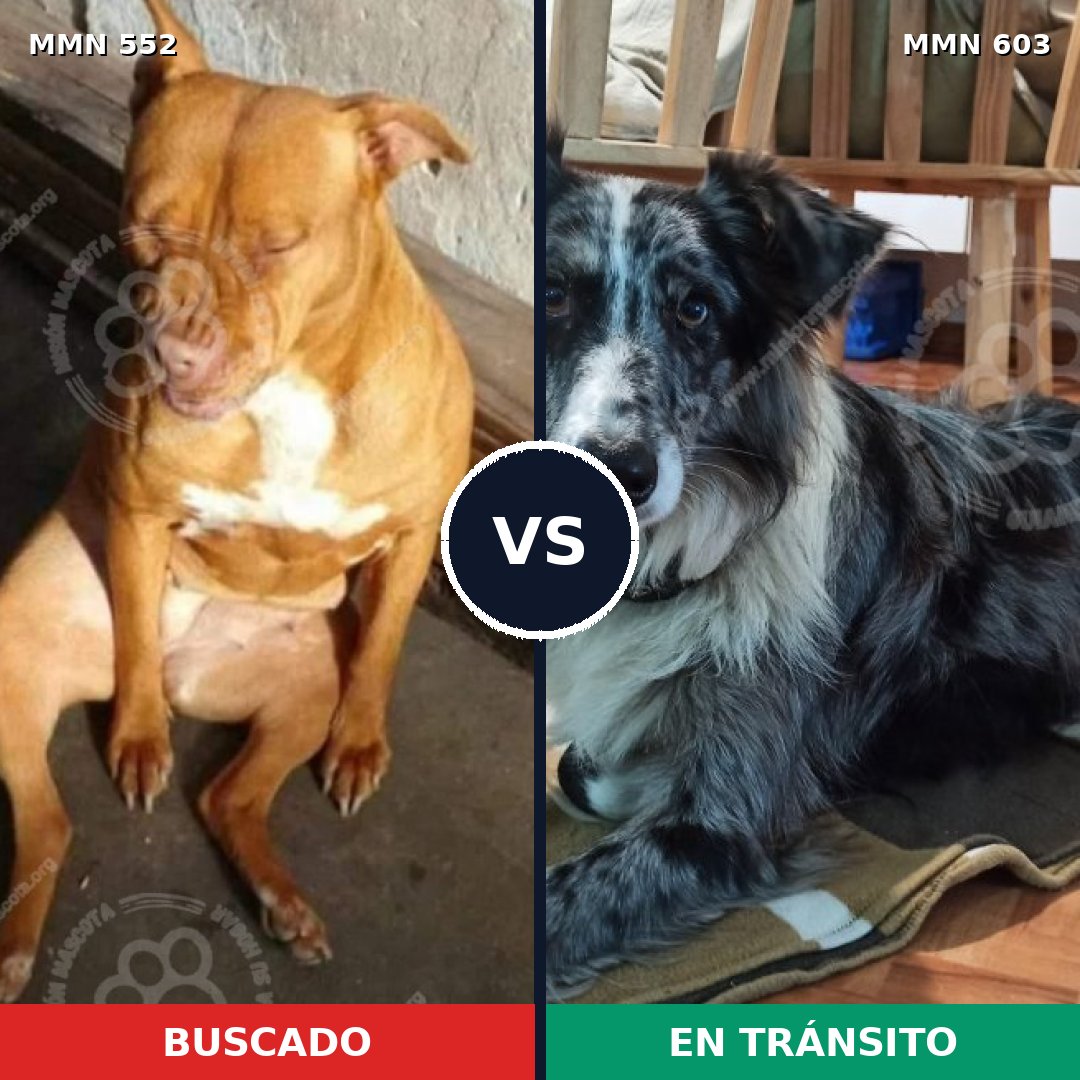 Comparativa MMS 8937: mascota perdida y mascota encontrada, 54% de similitud