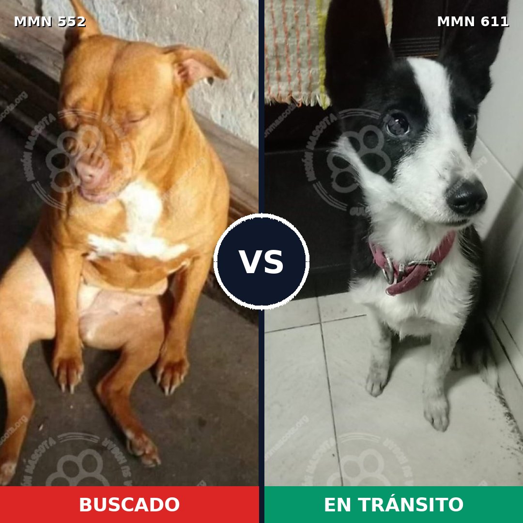 Comparativa MMS 8938: mascota perdida y mascota encontrada, 31% de similitud