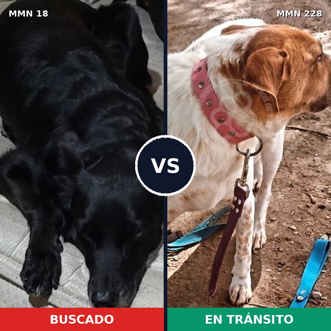 Comparativa MMS 894: mascota perdida y mascota encontrada, 63% de similitud