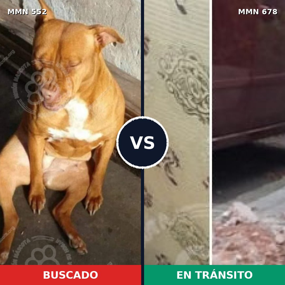 Comparativa MMS 8940: mascota perdida y mascota encontrada, 33% de similitud