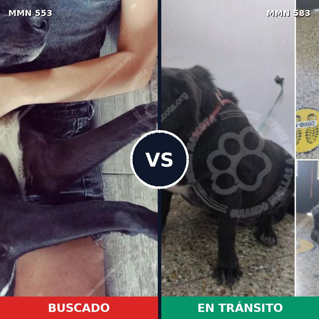 Comparativa MMS 8941: mascota perdida y mascota encontrada, 90% de similitud