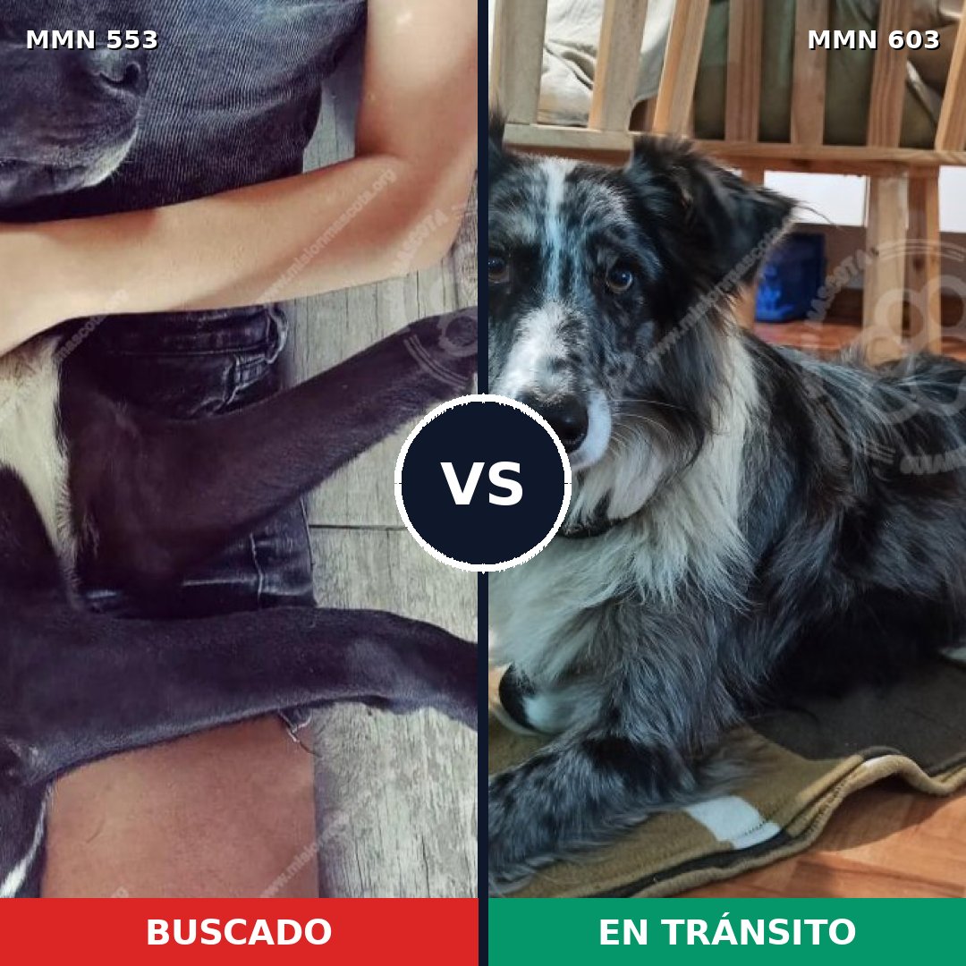 Comparativa MMS 8942: mascota perdida y mascota encontrada, 26% de similitud