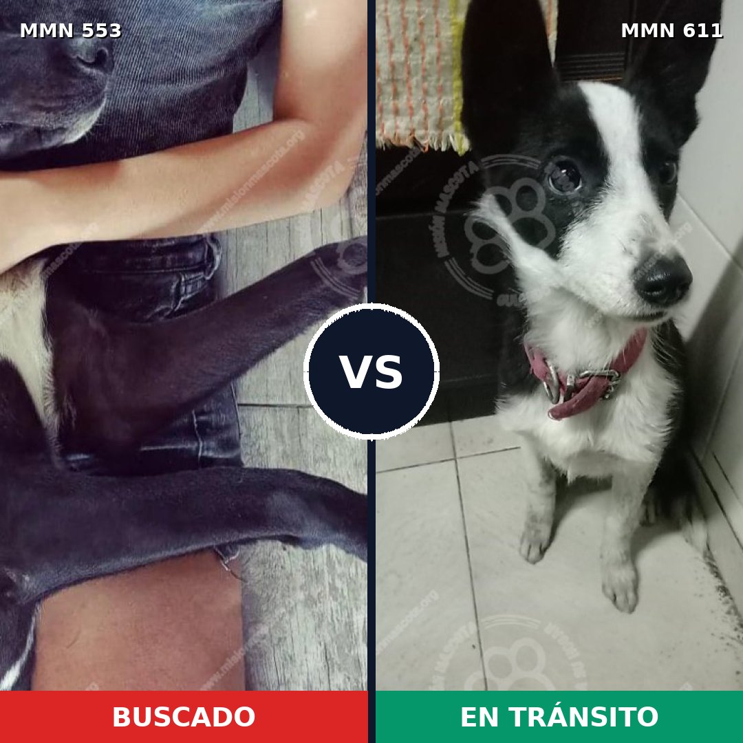 Comparativa MMS 8943: mascota perdida y mascota encontrada, 96% de similitud