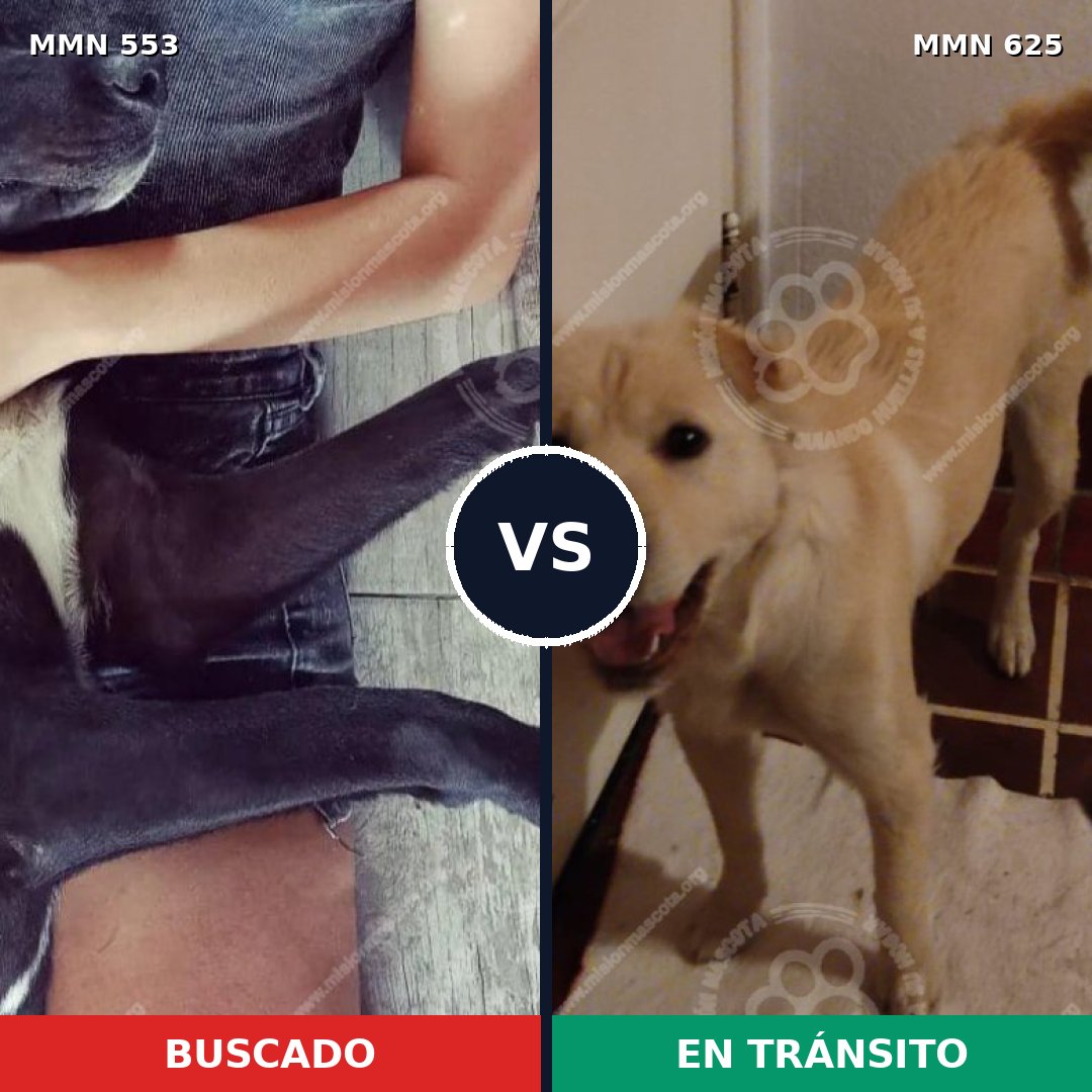 Comparativa MMS 8944: mascota perdida y mascota encontrada, 59% de similitud