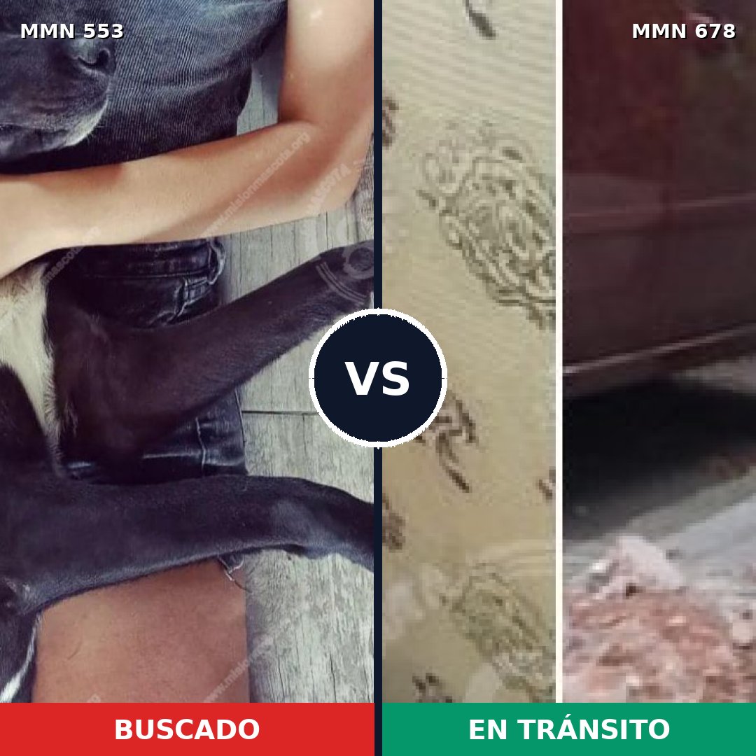 Comparativa MMS 8945: mascota perdida y mascota encontrada, 77% de similitud