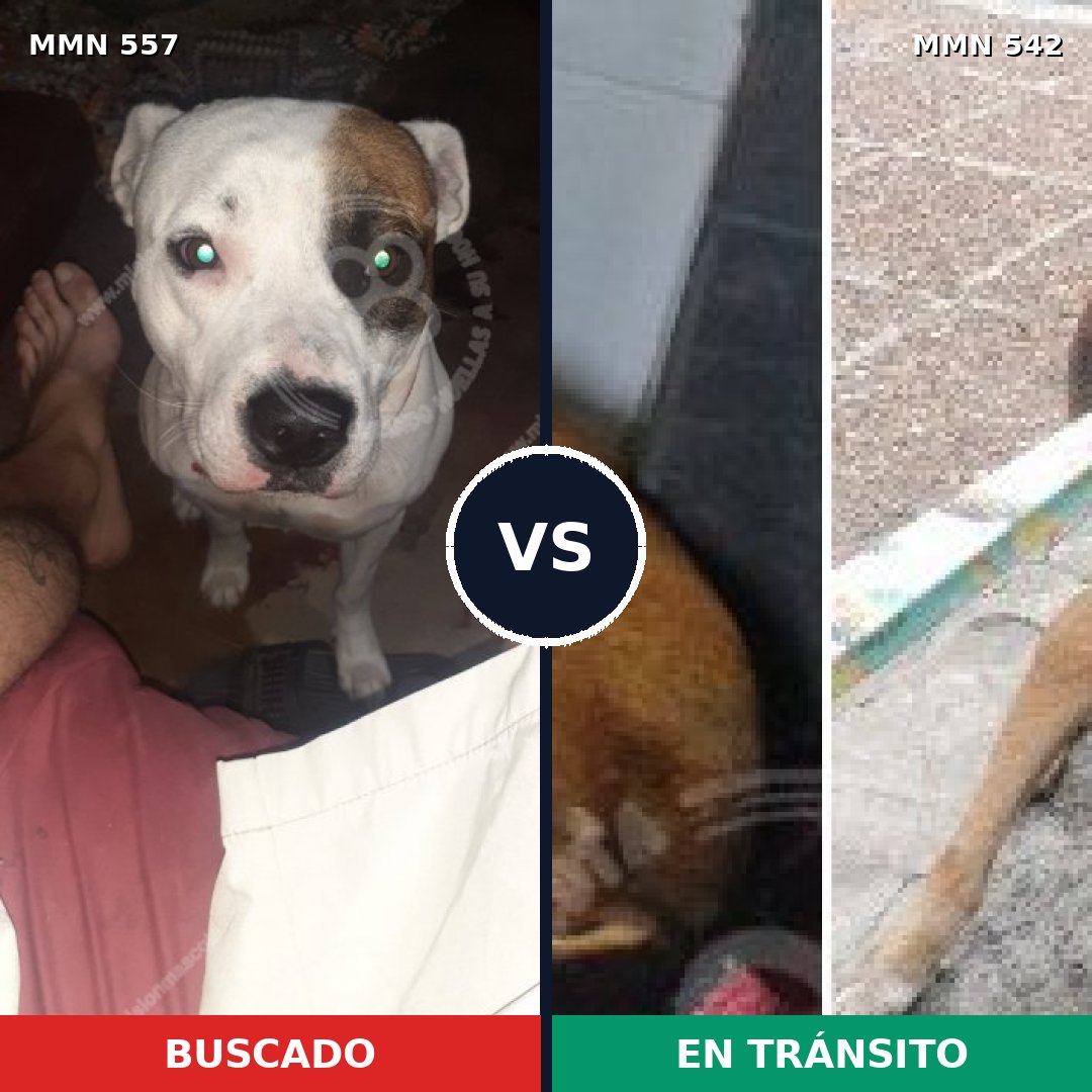 Comparativa MMS 8946: mascota perdida y mascota encontrada, 32% de similitud