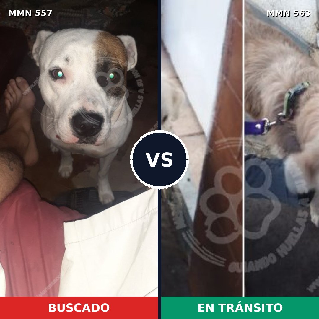 Comparativa MMS 8947: mascota perdida y mascota encontrada, 54% de similitud