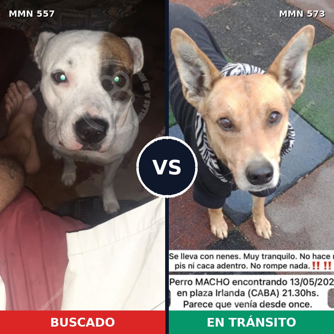 Comparativa MMS 8948: mascota perdida y mascota encontrada, 43% de similitud