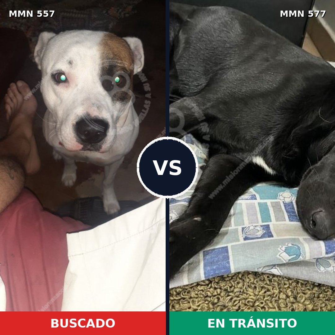 Comparativa MMS 8949: mascota perdida y mascota encontrada, 47% de similitud