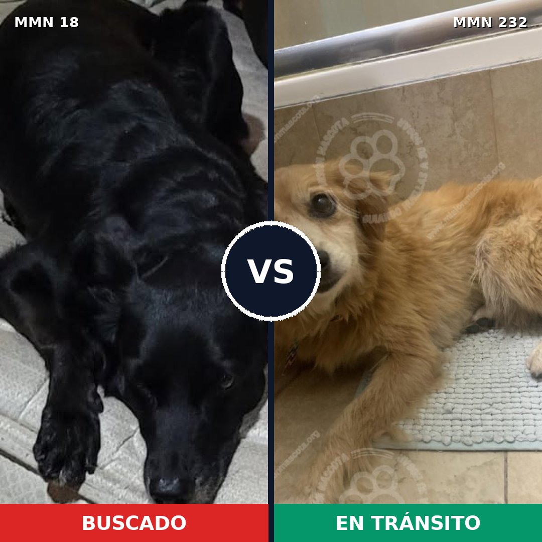 Comparativa MMS 895: mascota perdida y mascota encontrada, 48% de similitud