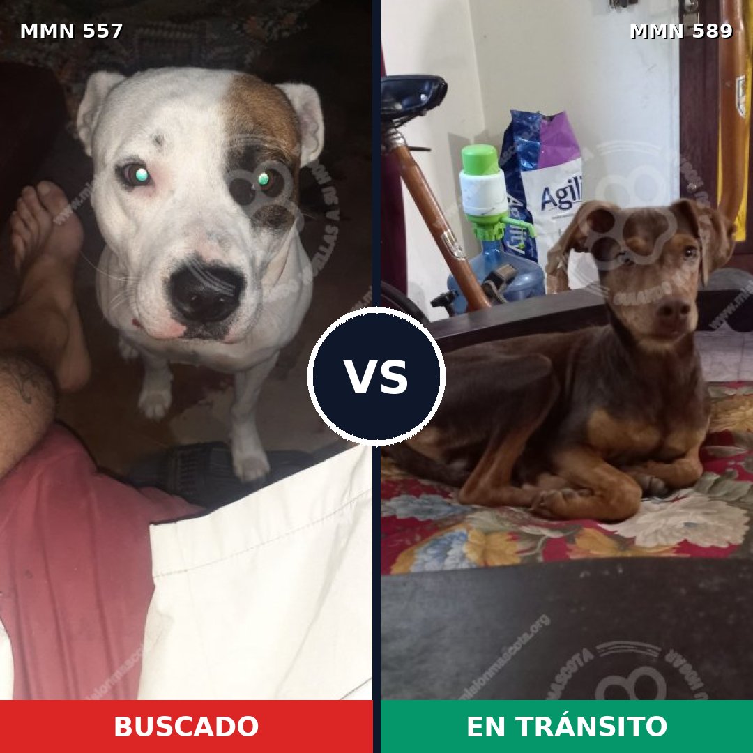 Comparativa MMS 8950: mascota perdida y mascota encontrada, 50% de similitud