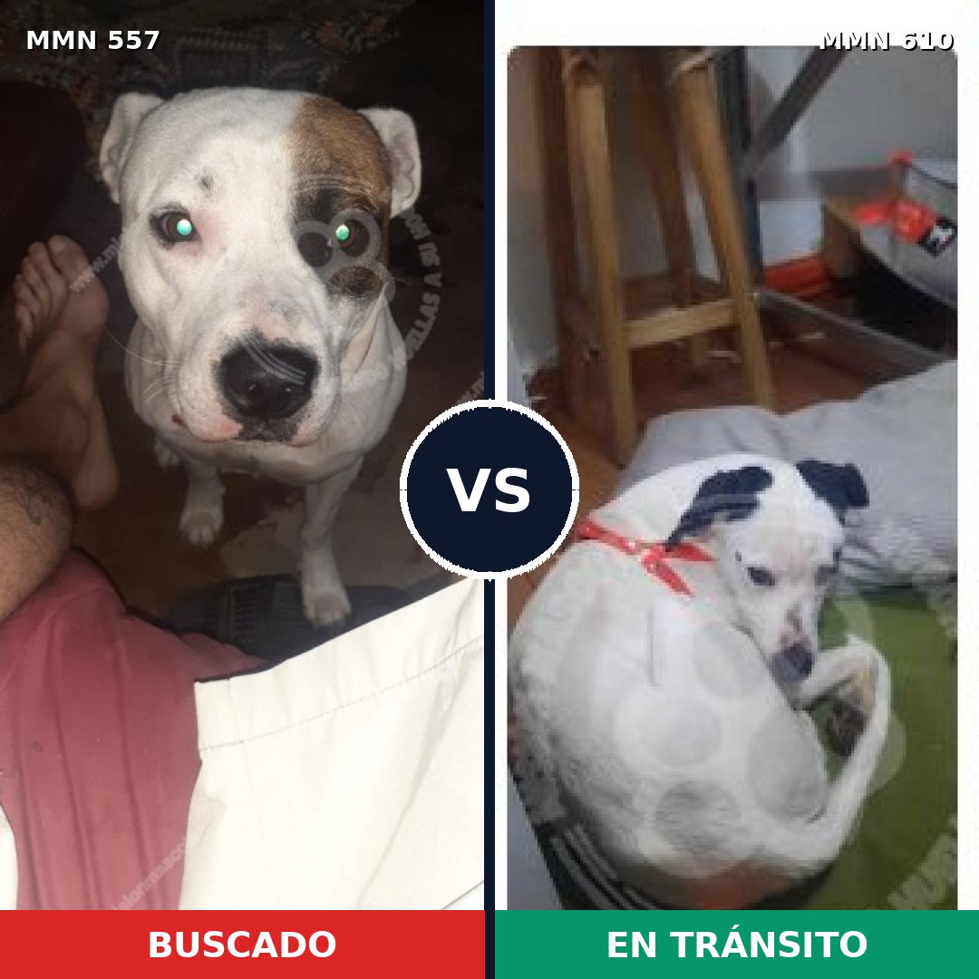 Comparativa MMS 8951: mascota perdida y mascota encontrada, 50% de similitud