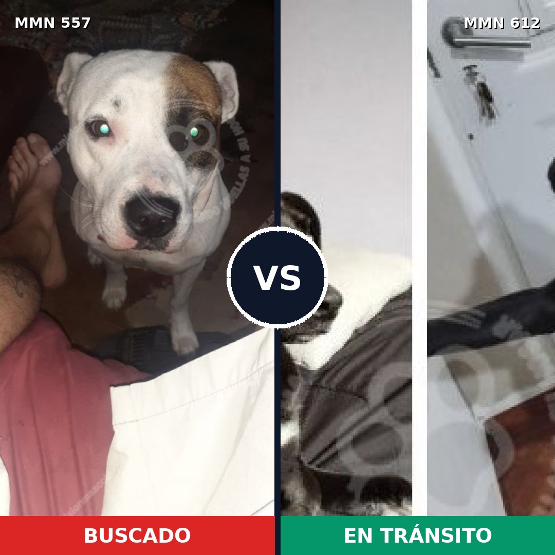 Comparativa MMS 8952: mascota perdida y mascota encontrada, 46% de similitud