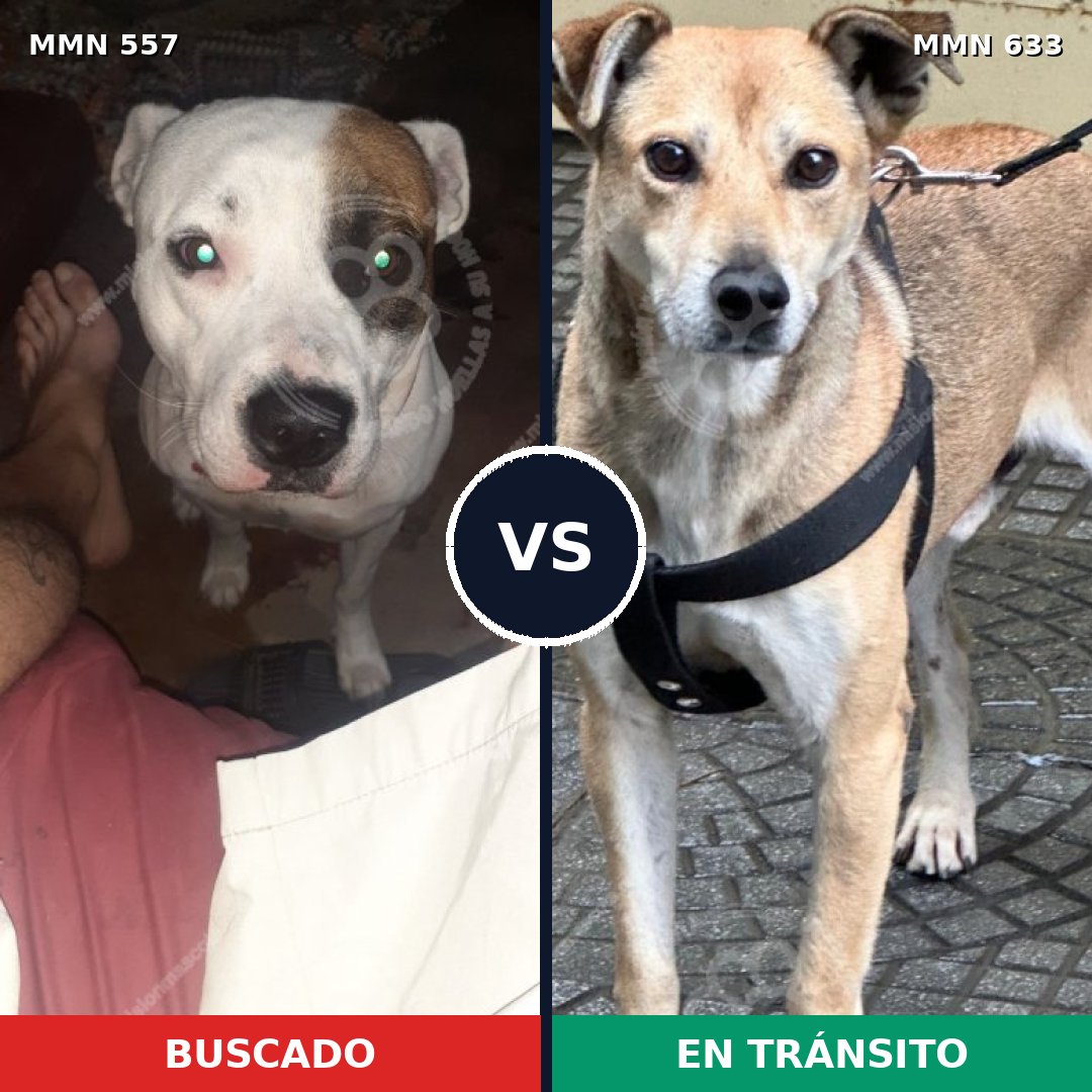 Comparativa MMS 8953: mascota perdida y mascota encontrada, 50% de similitud