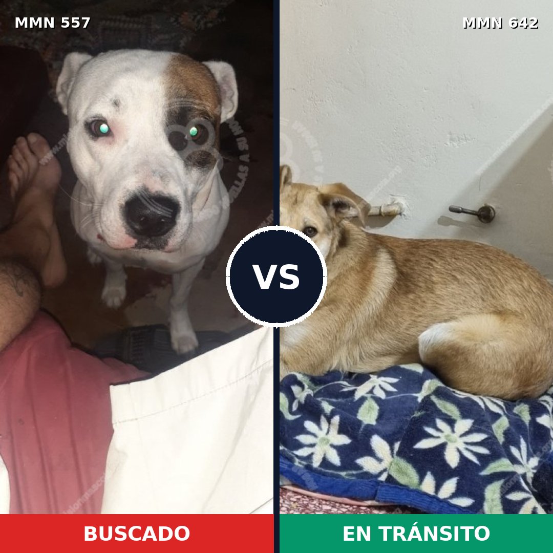 Comparativa MMS 8954: mascota perdida y mascota encontrada, 38% de similitud