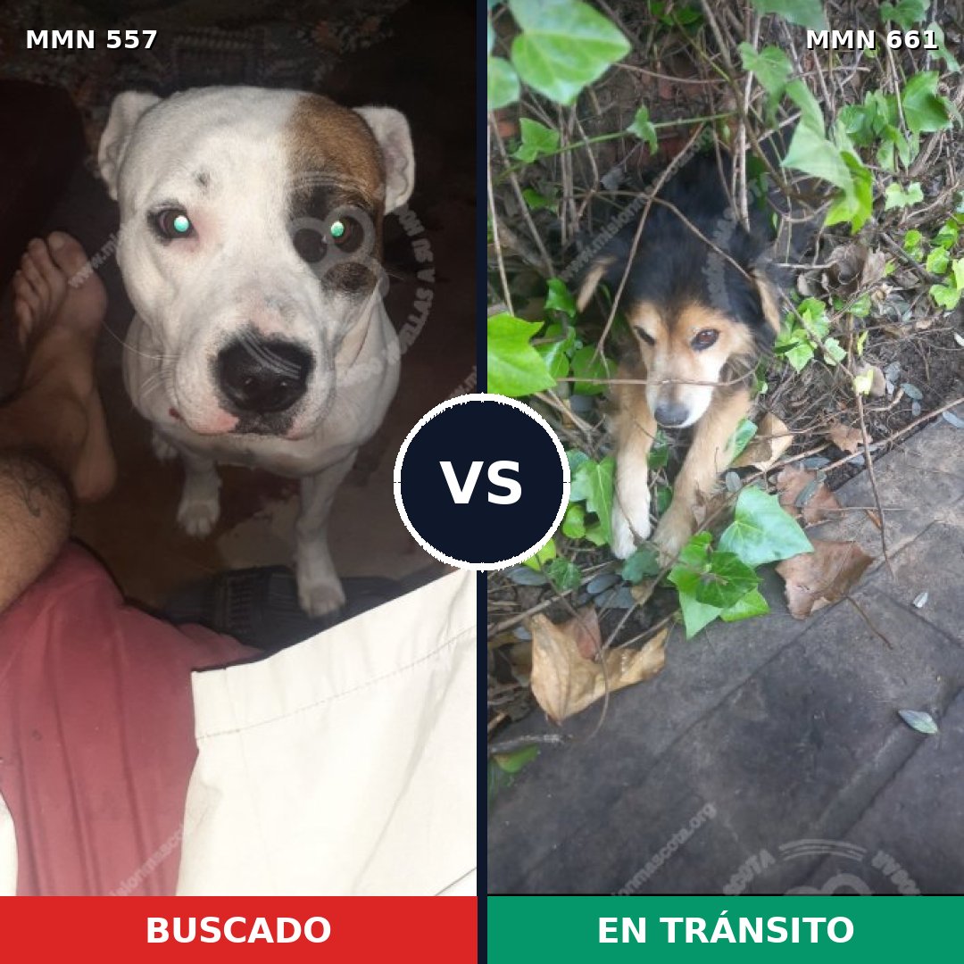 Comparativa MMS 8955: mascota perdida y mascota encontrada, 32% de similitud