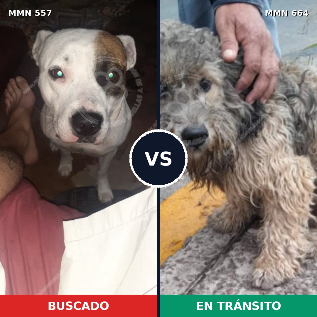 Comparativa MMS 8956: mascota perdida y mascota encontrada, 43% de similitud
