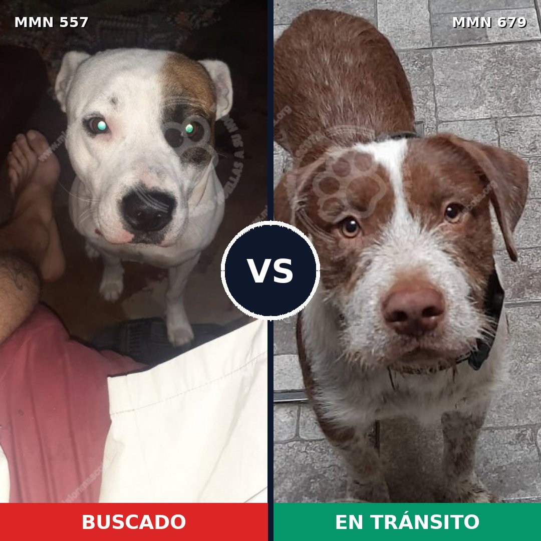 Comparativa MMS 8958: mascota perdida y mascota encontrada, 36% de similitud