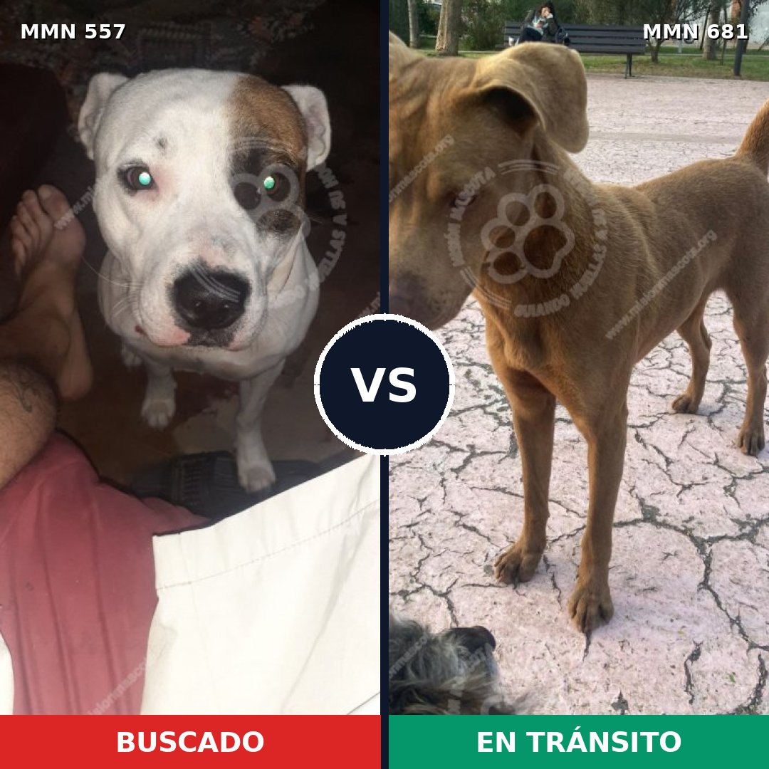 Comparativa MMS 8960: mascota perdida y mascota encontrada, 36% de similitud