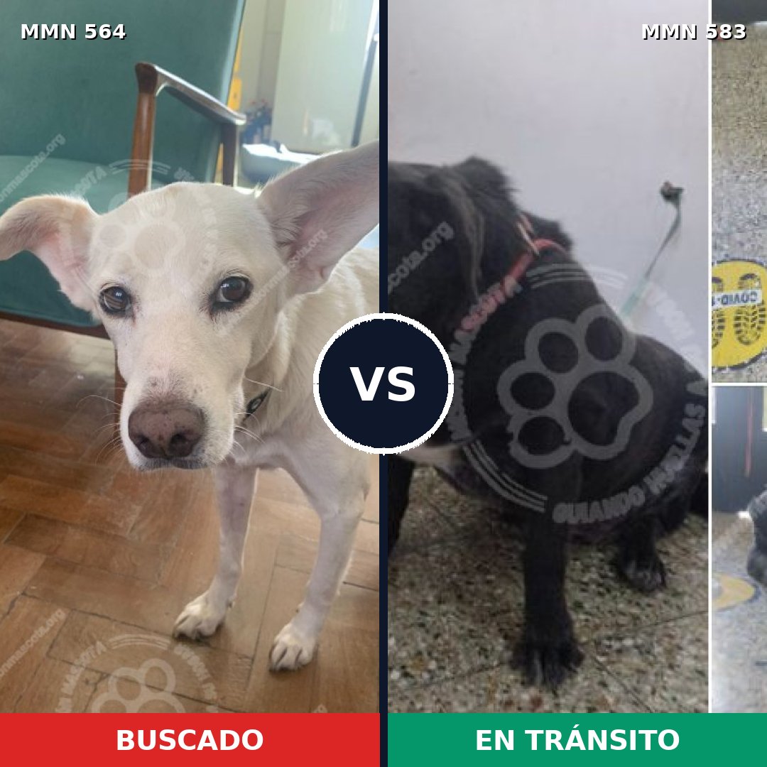 Comparativa MMS 8966: mascota perdida y mascota encontrada, 69% de similitud