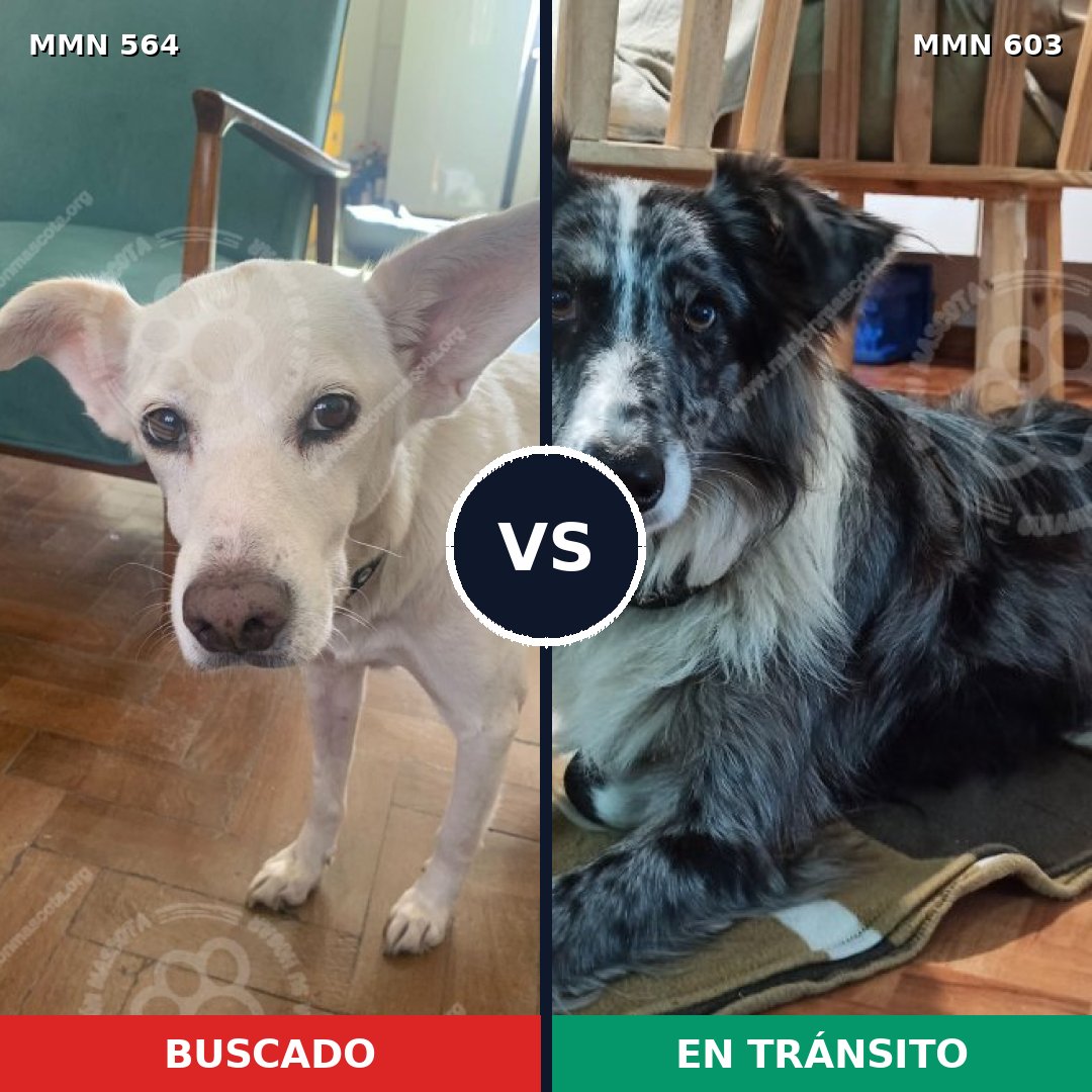 Comparativa MMS 8967: mascota perdida y mascota encontrada, 13% de similitud