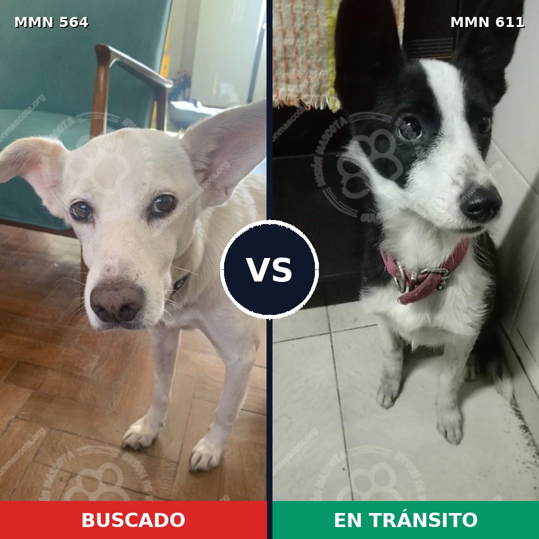 Comparativa MMS 8968: mascota perdida y mascota encontrada, 70% de similitud