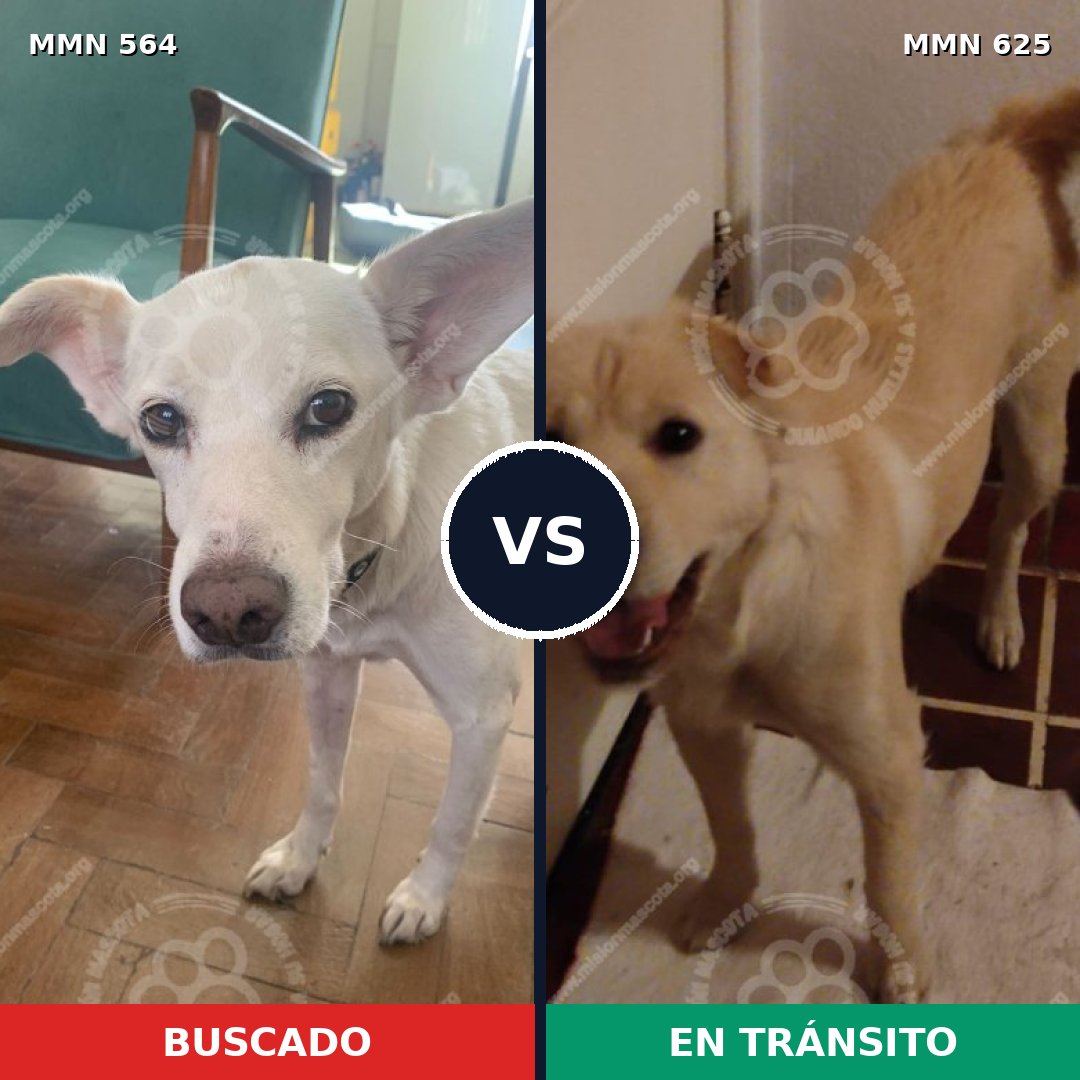 Comparativa MMS 8969: mascota perdida y mascota encontrada, 60% de similitud