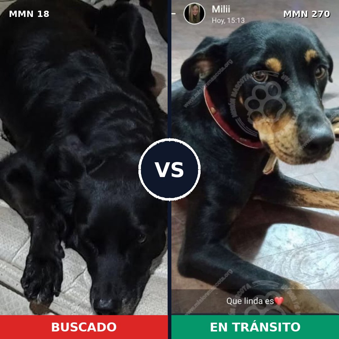 Comparativa MMS 897: mascota perdida y mascota encontrada, 61% de similitud